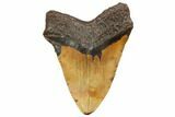 Massive, Fossil Megalodon Tooth - North Carolina #192466-1